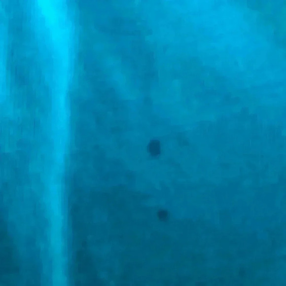 💥🆕Girl Teal-Blue Nice Dog Print Tee S🆕 - Picture 3 of 3